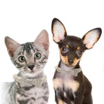 Cat and dog sitting next to each other, both wearing white rhinestone bow tie collars against a white background.
