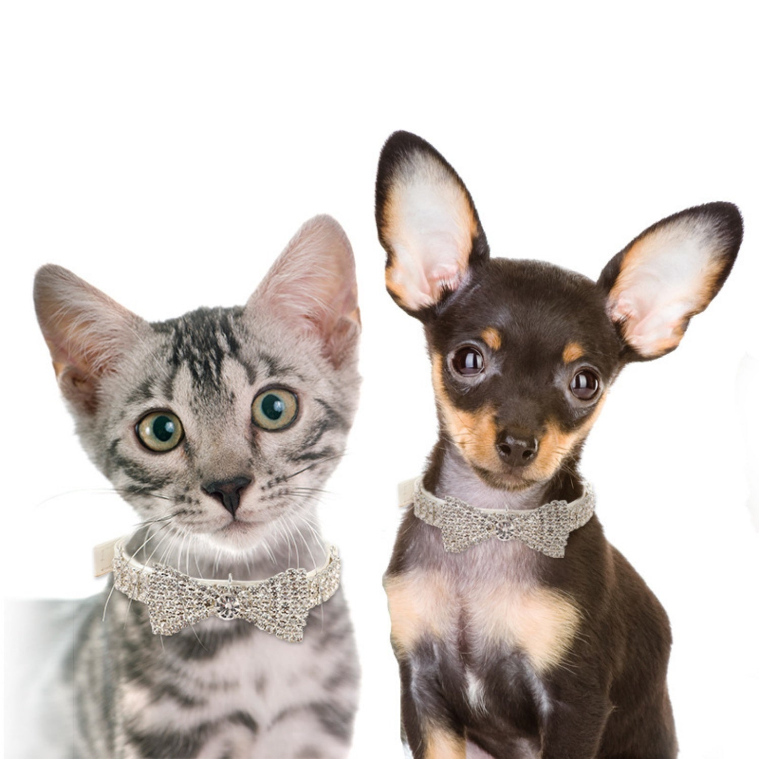 Cat and dog sitting next to each other, both wearing white rhinestone bow tie collars against a white background.