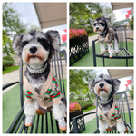 A collage of three photos showing a small grey and white fluffy dog wearing a pearl pet collar and a floral harness outdoors.