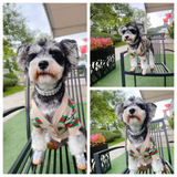 A collage of three photos showing a small grey and white fluffy dog wearing a pearl pet collar and a floral harness outdoors.