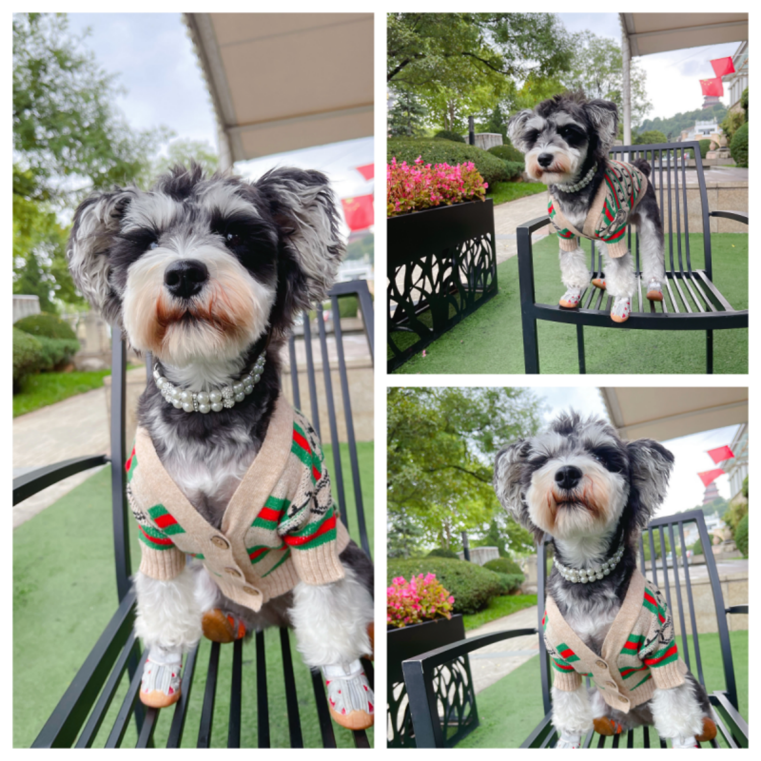 A collage of three photos showing a small grey and white fluffy dog wearing a pearl pet collar and a floral harness outdoors.